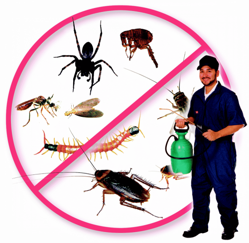 شركة مكافحة الحشرات دبي
