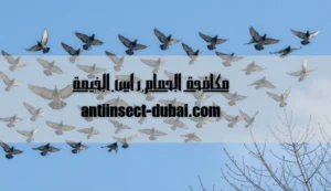 مكافحة الحمام راس الخيمة