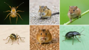 مكافحة حشرات وقوارض