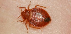 حشرة بق الفراش