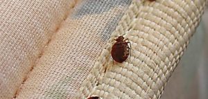 حشرة بق الفراش