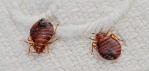 حشرة بق الفراش