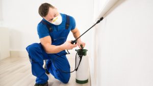 شركة مكافحة حشرات فى دبي