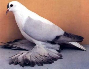 شركة مكافحة حمام الجزيرة