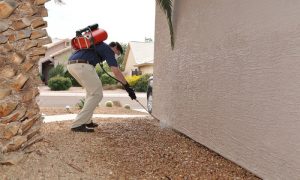 شركة مكافحة الحشرات السطوة دبي