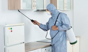 شركة مكافحة حشرات الراشدية