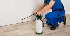 شركة مكافحة حشرات القوز دبي