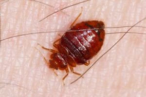 شركة مكافحة بق الفراش الحمر دبي