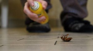 شركة مكافحة صراصير البطين