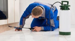 شركة مكافحة حشرات أم سقيم