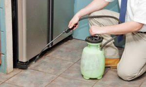 مكافحة حشرات ند الشبا ند