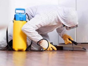 شركة رش حشرات في عجمان