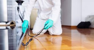 شركة مكافحة الصراصير في دبي