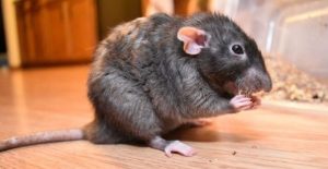 شركة مكافحة الفئران الجميرا