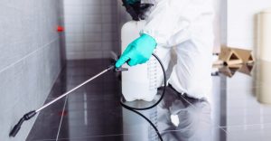 شركة مكافحة حشرات جبل علي