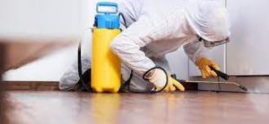 شركة مكافحة حشرات الفجيرة