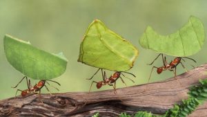 معلومات عن النمل