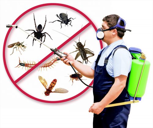 شركة مكافحة الحشرات في دبي