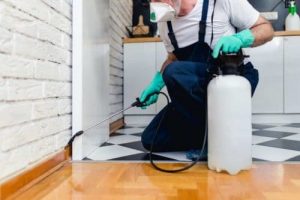 شركة مبيدات حشريه في عجمان