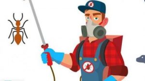 شركة رش حشرات راس الخيمة