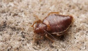 شركة مكافحة البق