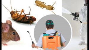 شركة مكافحة صراصير العين