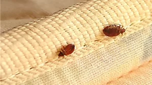 اشكال بق الفراش