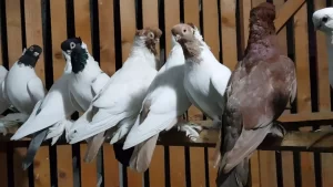 مكافحة الحمام راس الخيمة