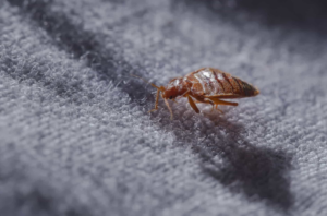 6 معلومات عن بق الفراش
