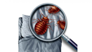 اسباب ظهور حشرة البق