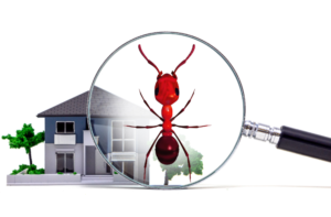 رقم مكافحة الحشرات بلدية العين