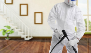 شركات مكافحة حشرات في دبي