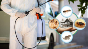 شركة مكافحة الحشرات ابوظبي