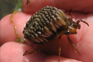 شركة مكافحة الرمة في العين