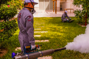 مكافحة القوارض في عجمان