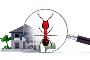 شركة مبيد حشرات