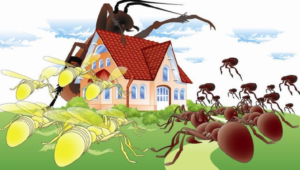 شركة مكافحة النمل