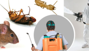 افضل شركة مكافحة الحشرات