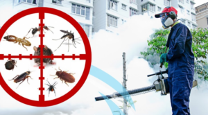 مكافحة الحشرات المنزلية