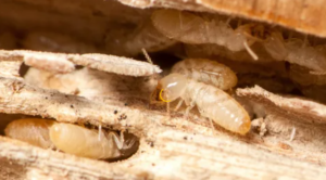 حشرات الرمة