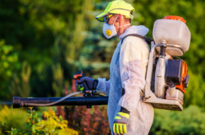 شركه مكافحه حشرات عجمان