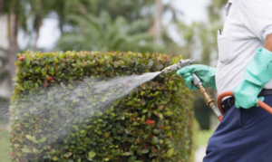 رش المنزل من الحشرات