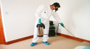 شركات رش الحشرات في دبي