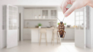 شركات رش الحشرات في مصفح