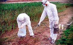 مكافحة الحشرات والقوارض دبي