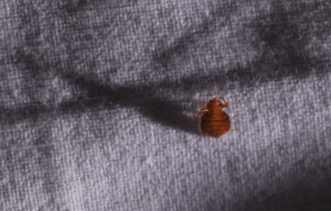 مكافحة بق الفراش الاسود