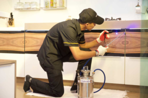 شركة مكافحة الصراصير في عجمان