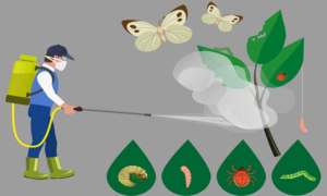 رش مبيدات حشرية ابوظبي