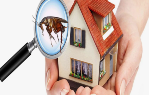 مكافحة حشرات الفراش في دبي