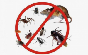 رش مبيدات في عجمان